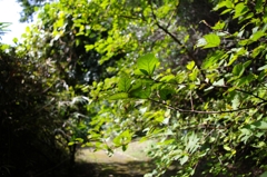 枝が道をふさぎがち