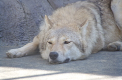 んぅぅぅうあ~~~しんどいっわぁ