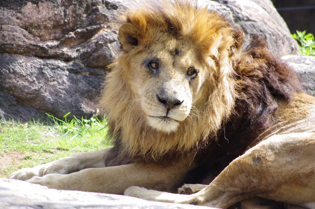 昨日、殴られてん。。。コアラに…
