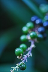IMG_3022-1