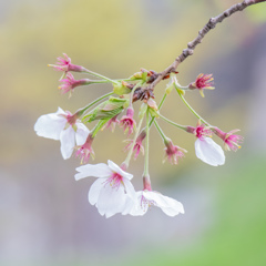 なごり桜　Ⅲ