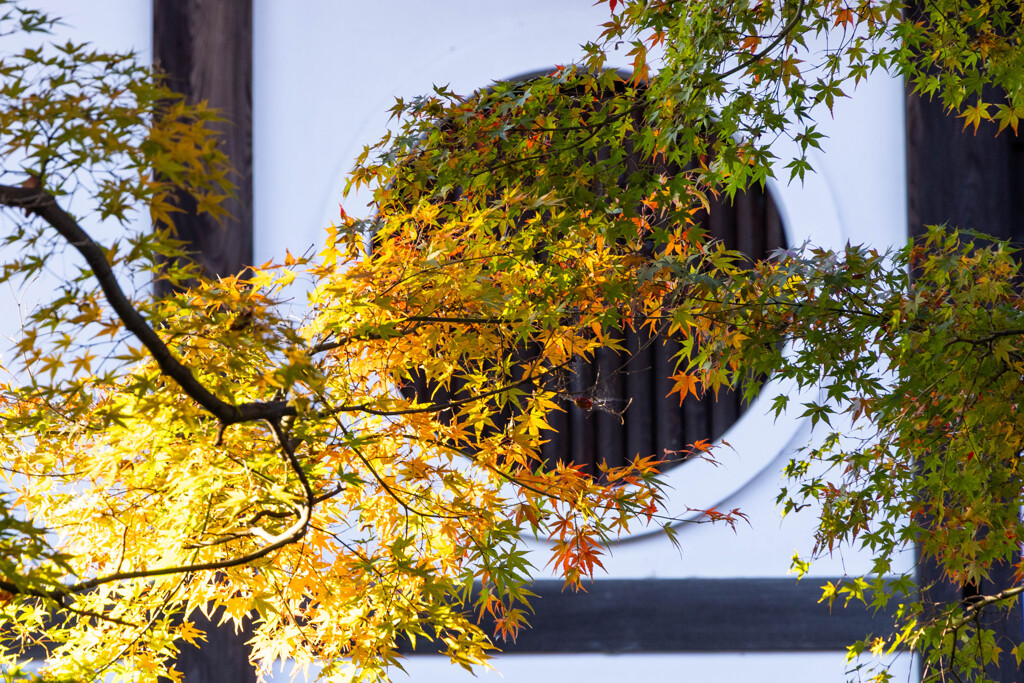 晩秋の東福寺で　Ⅰ