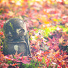 晩秋の圓光寺で　Ⅳ