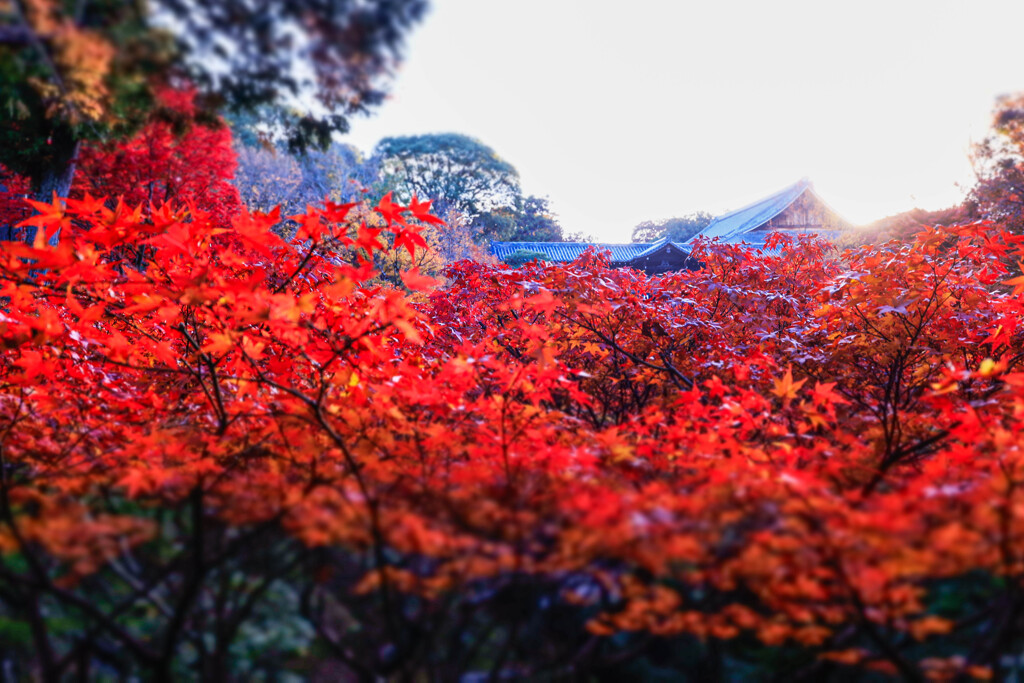 晩秋の東福寺　Ⅱ