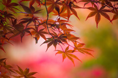 Autumn Colors　Ⅳ