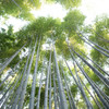 『天までとどけ』　Ⅱ