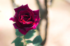 秋の薔薇　～深紅
