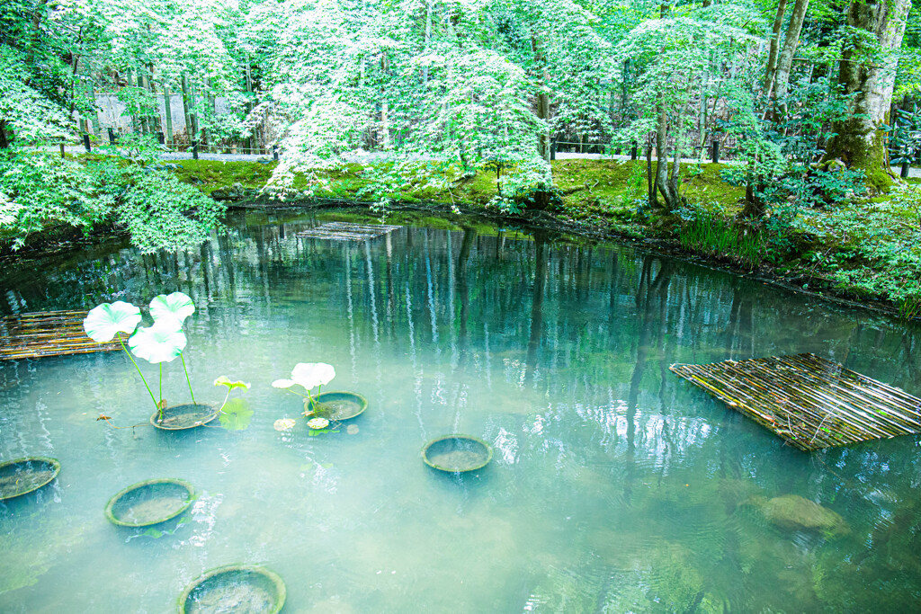 圓光寺の池