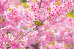 河津桜とメジロ