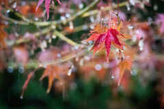 雨の日の紅葉