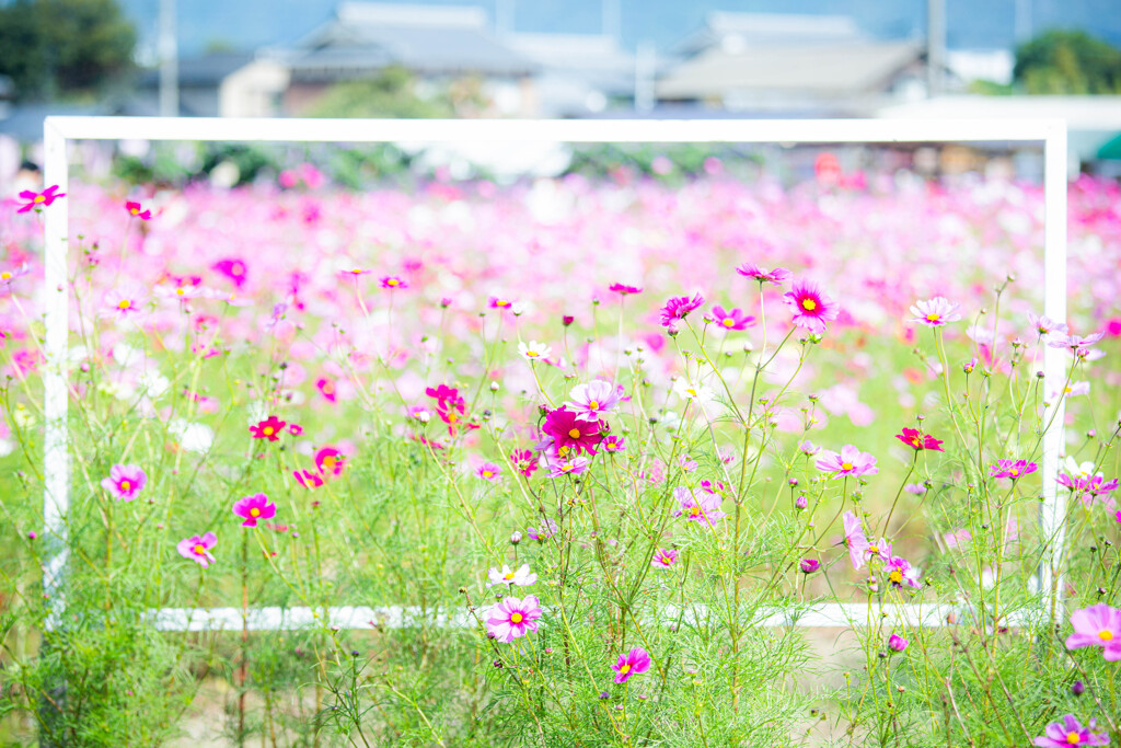 額縁の秋桜