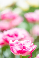 薔薇のように