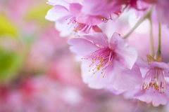 河津桜のさくら色　Ⅰ