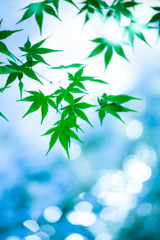 『はるもみじ』 Ⅱ