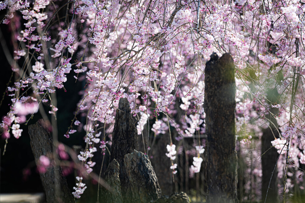 圓光寺のしだれ桜