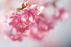 河津桜咲く。
