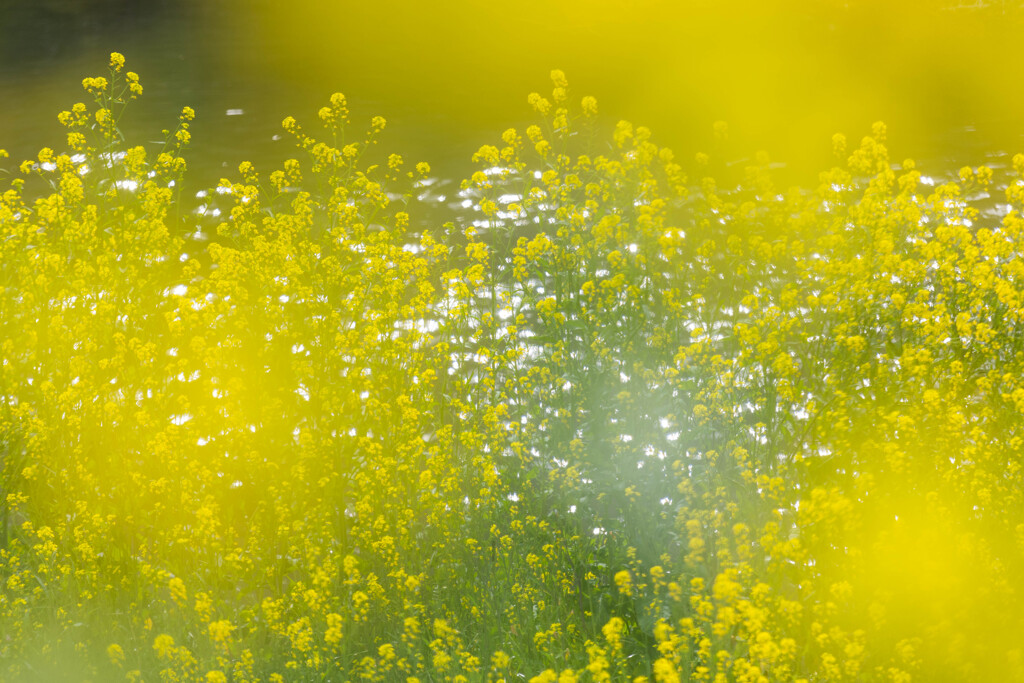 川岸の菜の花　Ⅱ