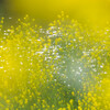 川岸の菜の花　Ⅱ
