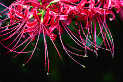 曼珠沙華、濡れて艶めく。