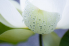 白蓮華