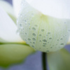 白蓮華