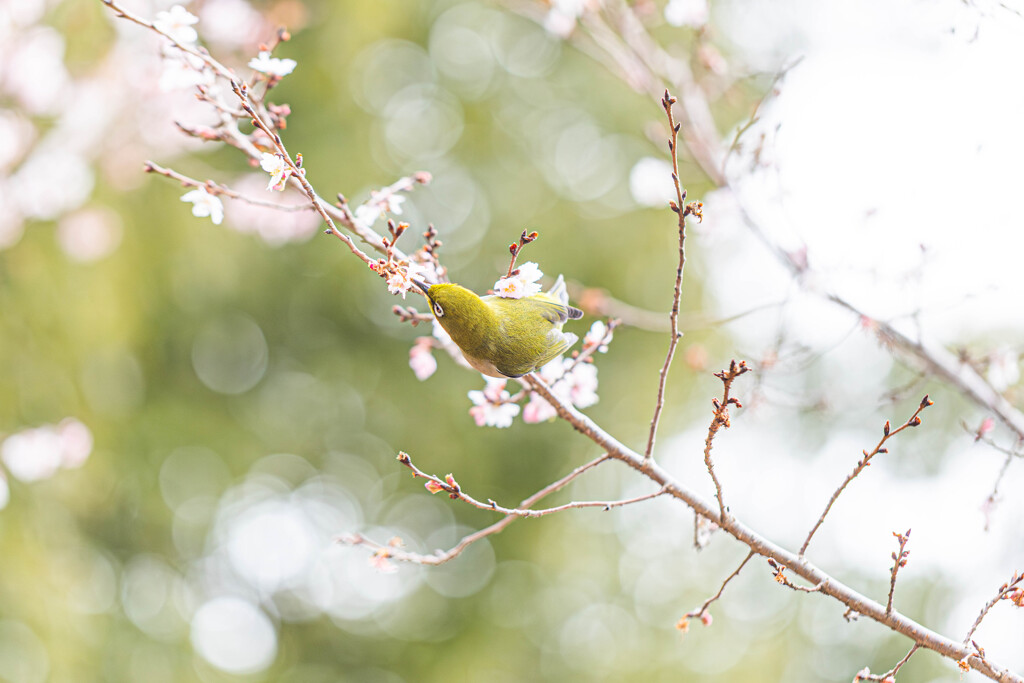 春よ来い。