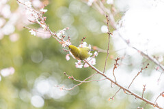 春よ来い。