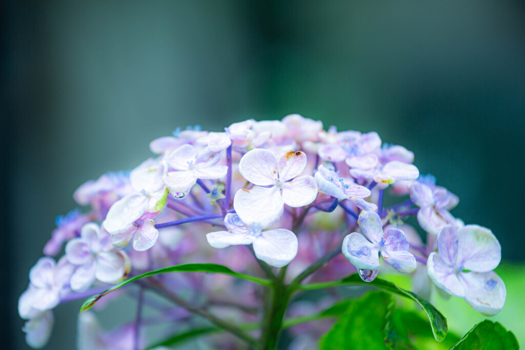 紫陽花苑で　Ⅱ