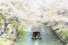 伏見の春　Ⅱ