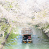 伏見の春　Ⅱ