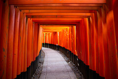 朝の千本鳥居で