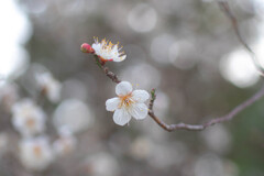 白梅の花　①　