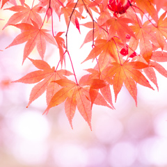 『紅葉』