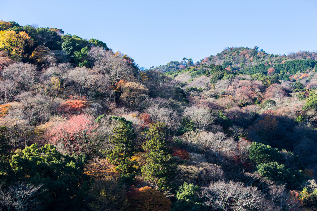 晩秋の嵐山　Ⅱ