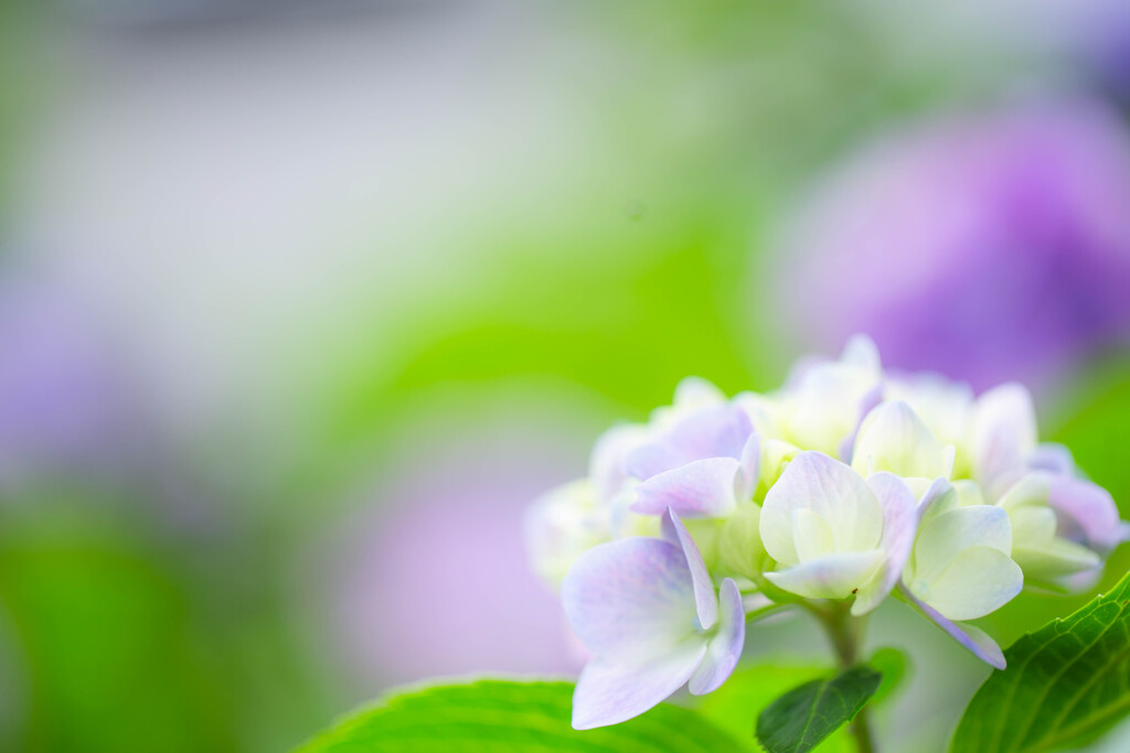 紫陽花苑で　Ⅵ