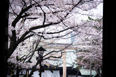 靖国神社の桜　Ⅳ