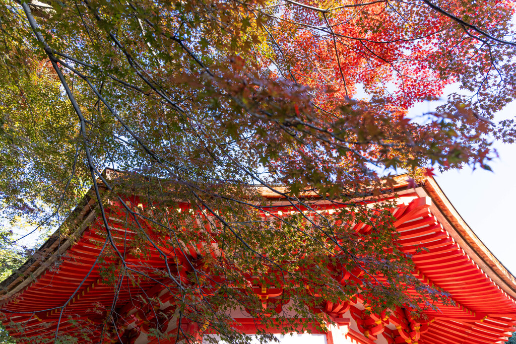 晩秋の東福寺で　Ⅱ