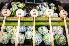 2025年5月 紫陽花の手水鉢