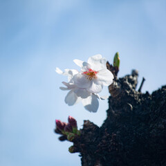 胴吹き桜　Ⅰ