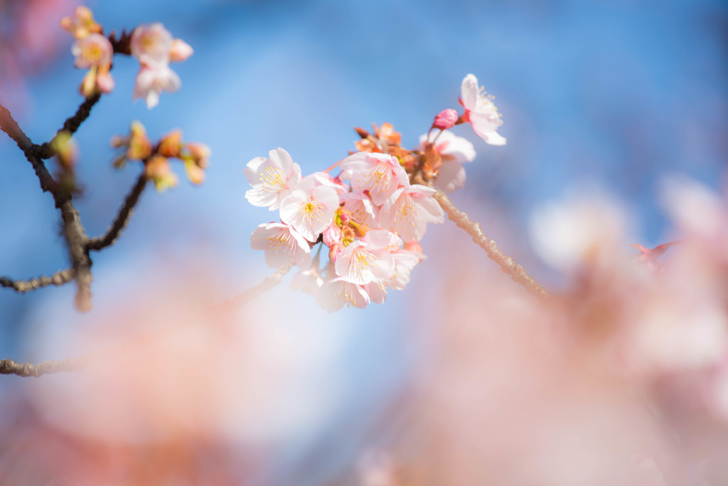 冬に咲く寒桜　Ⅱ