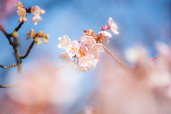 冬に咲く寒桜　Ⅱ