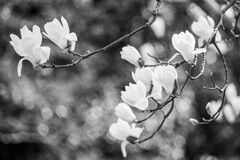 白木蓮　Ⅰ