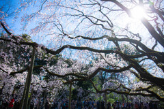 六義園のしだれ桜