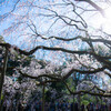 六義園のしだれ桜