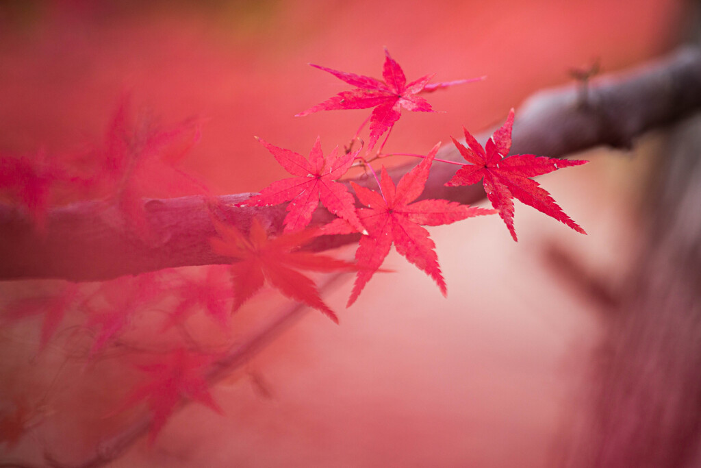 智積院の紅