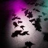 Shadow