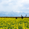 なぎさ公園の菜の花　Ⅰ
