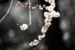 白梅　Ⅰ
