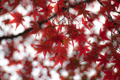 紅に染まる