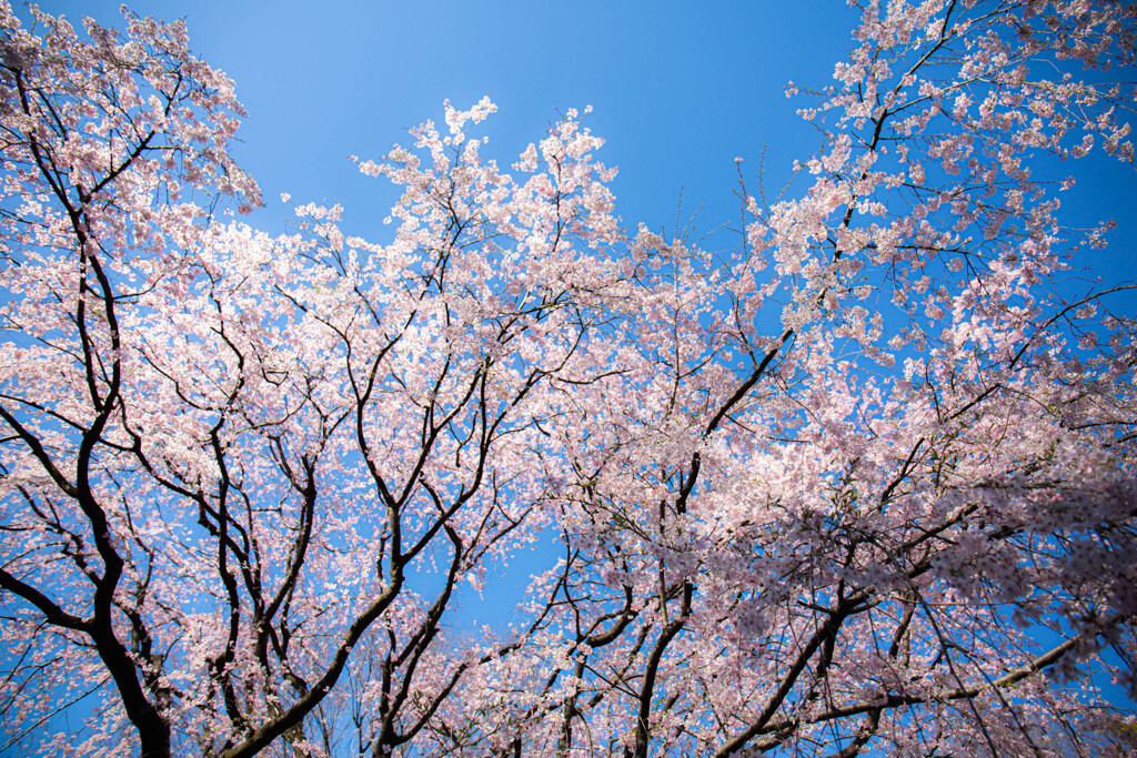 六義園のしだれ桜　Ⅲ